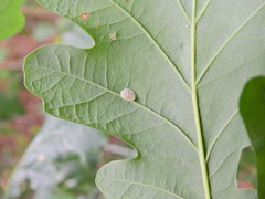 Neuroterus albipes