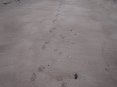 Canis lupus crassodon