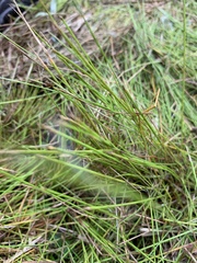 Juncus articulatus