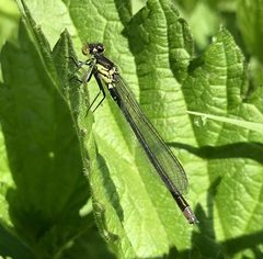 Erythromma najas
