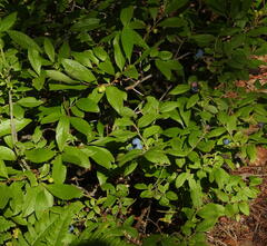 Vaccinium myrtilloides