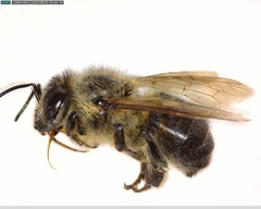 Apis mellifera