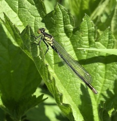 Erythromma najas