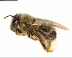 Apis mellifera