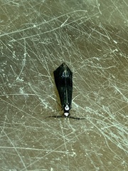 Mystacides azureus