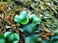 Lunularia cruciata