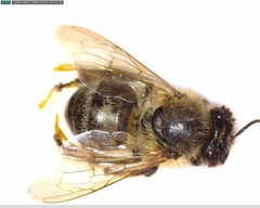 Apis mellifera