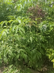 Sambucus canadensis