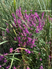 Lythrum salicaria