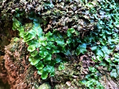 Lunularia cruciata