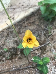 Zephyranthes tubispatha