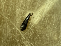 Mystacides azureus