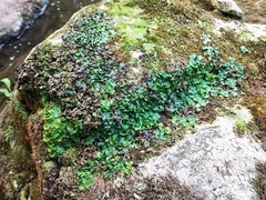 Lunularia cruciata