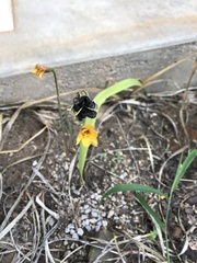 Zephyranthes tubispatha