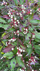 Cornus racemosa