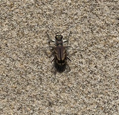 Cicindela bellissima