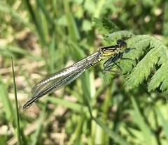 Erythromma najas