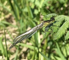 Erythromma najas