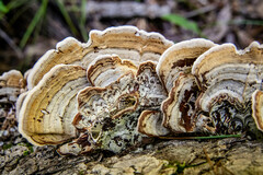 Stereum subtomentosum