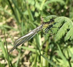 Erythromma najas
