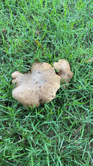 Boletinellus merulioides