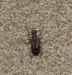 Cicindela bellissima