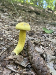 Retiboletus ornatipes