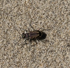 Cicindela bellissima