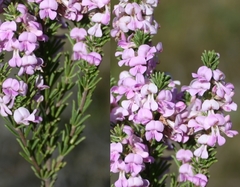 Indigofera pappei