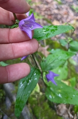 Campanula rapunculoides