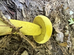 Retiboletus ornatipes