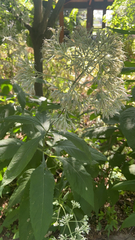 Eutrochium purpureum