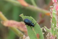 Gastrophysa cyanea