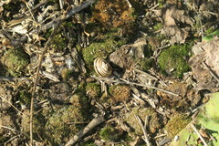 Caucasotachea vindobonensis