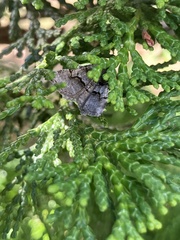 Digrammia continuata
