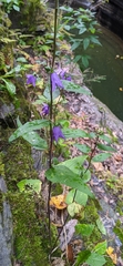 Campanula rapunculoides