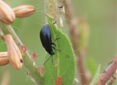 Gastrophysa cyanea