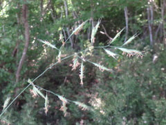 Festuca heterophylla