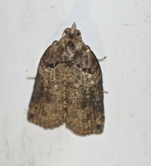 Cryptoptila australana