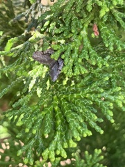 Digrammia continuata