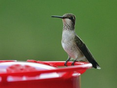 Archilochus colubris