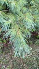 Pinus strobus