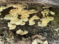 Tyromyces chioneus