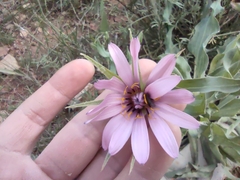 Tragopogon marginifolius