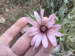 Tragopogon marginifolius