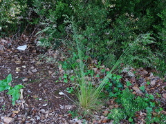 Festuca heterophylla