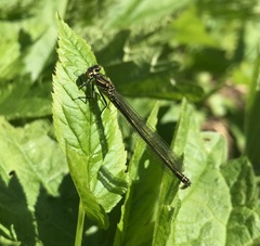 Erythromma najas
