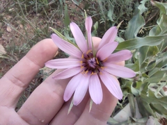Tragopogon marginifolius