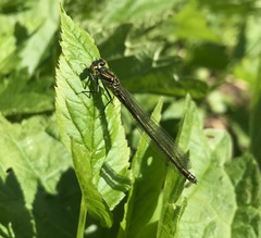 Erythromma najas
