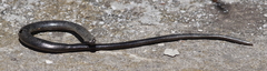 Anguis fragilis